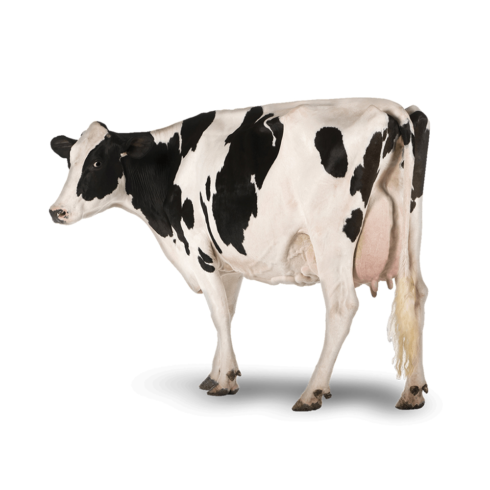 Вересковый Гольштейн Friesian для крупного рогатого скота