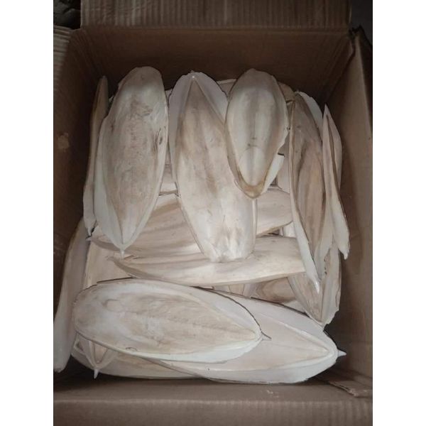 Best Dried White Calcium Bone Cuttlefish Bone From Pakistan
