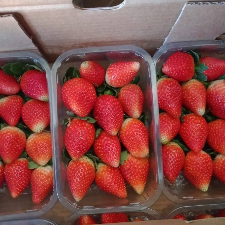 Оптовая продажа, хит продаж, Вкусная свежая клубника