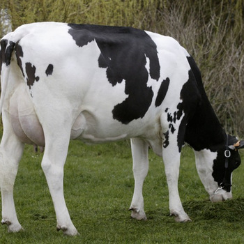 Live Dairy Cows and Pregnant Holstein Heifers Cow Ready For Sale