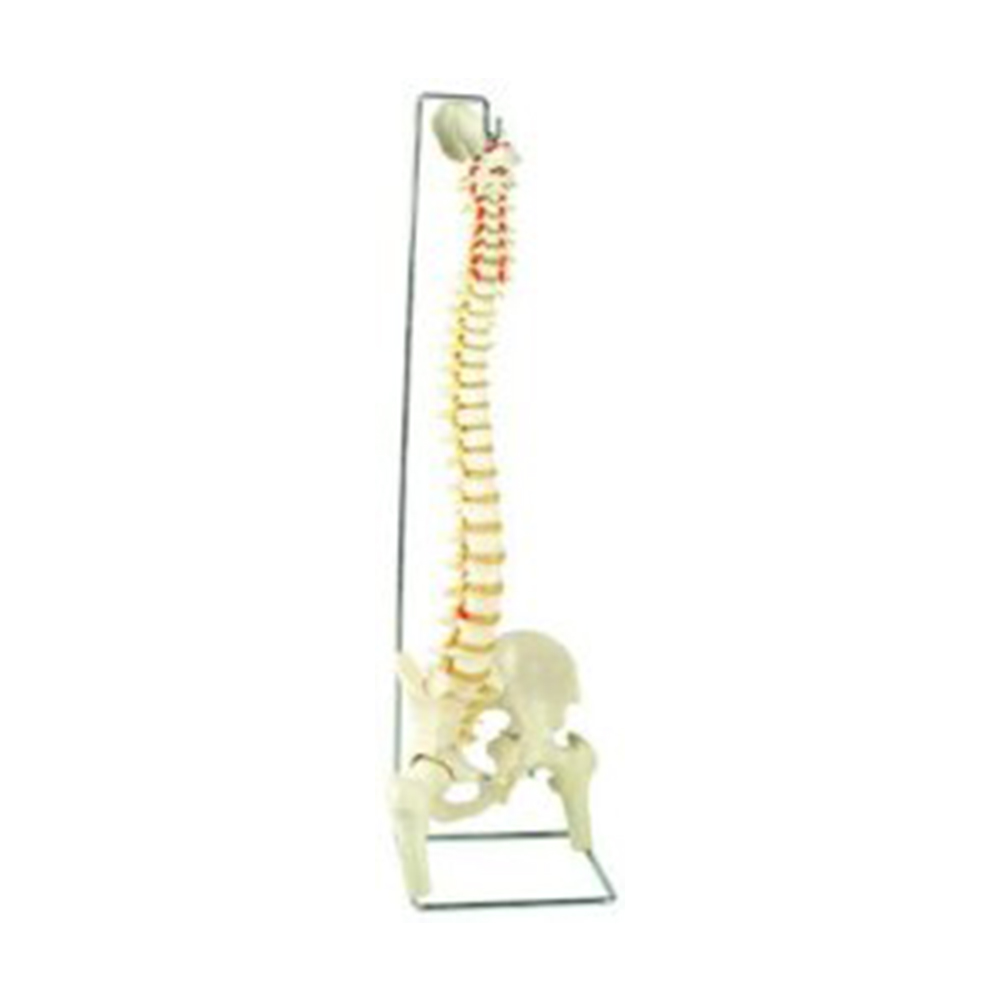 Skeleton Models Spine Models With Pelvis and Femur Head