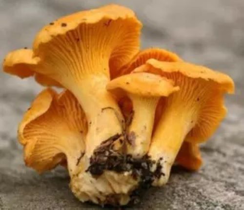 Wholesale Fresh Frozen Chanterelle Mushrooms