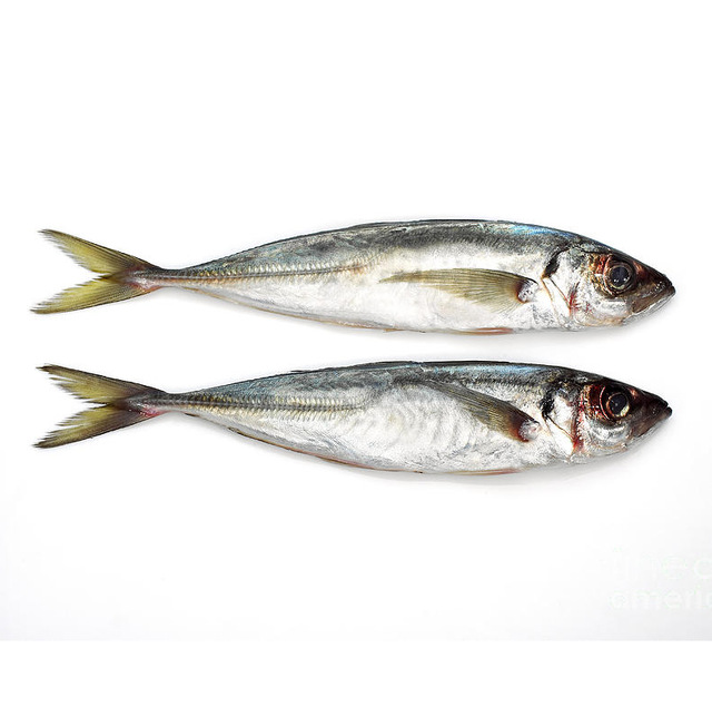 Frozen Horse Mackerel /Pacific/Indian/Atlantic Mackerel fish for competitive rates