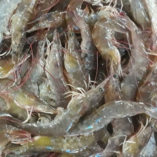 Best Quality Brand Frozen White Shrimp, Shell With Shelf Life 24 Months Seafood Export From Vietnam