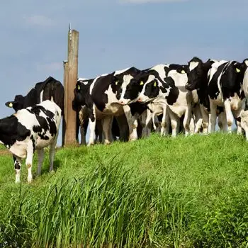 Holstein Friesian качественные живые молочные коровы и беременные коровы Holstein