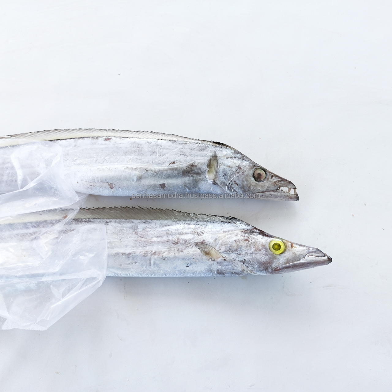 Замороженные морепродукты Ribbonfish, Индонезия, высокое качество