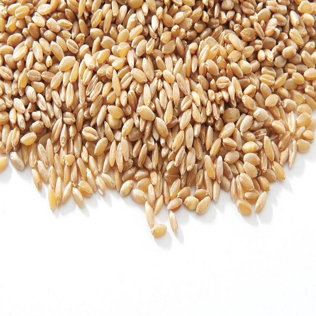 Top Grade 2 & 3 Wheat Grain