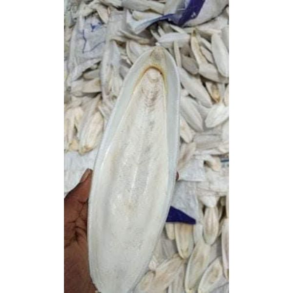 Cuttlefish Bone In Natural White Colour Available