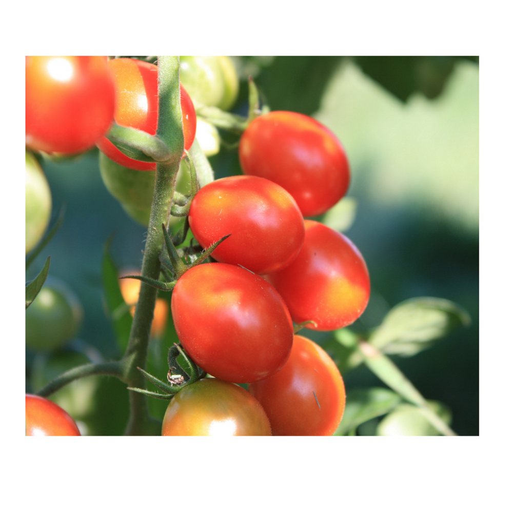 Fresh tomatoes (Mekong Herbals) Mrs Ella Nguyen: Webchat: +84 938898920