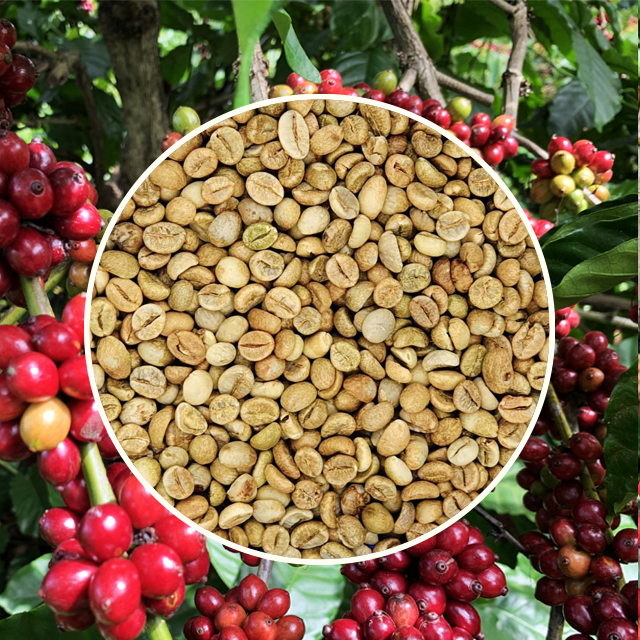 Robusta S16 Premium Honey Green Coffee Beans Specialty Robusta Simexco DakLak