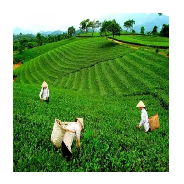 Vietnamese fresh/dried green tea/black tea for Japanese market high quality organic GLOBAL GAP  FREE TAX
