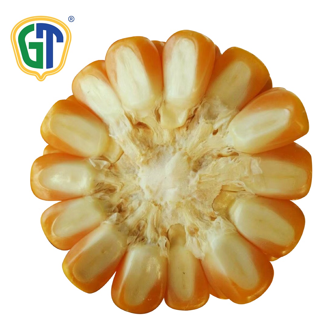 Vegetable Seeds Of Thailand Best Selling Yellow Hybrid Maize Seeds GT709 Corn Seeds