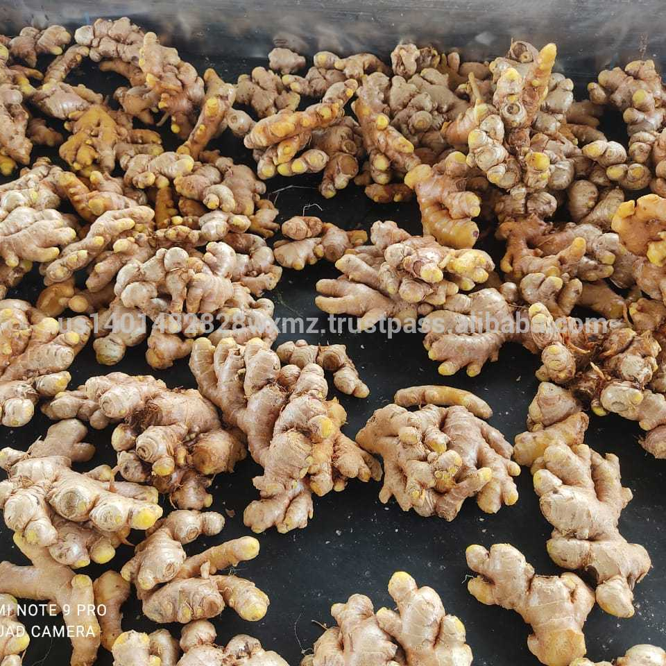 PRICE FOR GINGER SEEDS FOR PLANTING