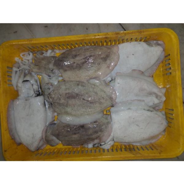 Cuttlefish Largest Seller
