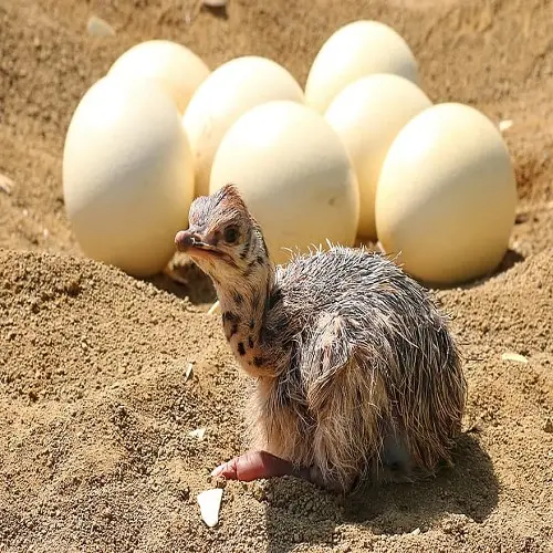 Healthy Ostrich Chicks , Fertilized Eggs, Red and Black neck Ostrich