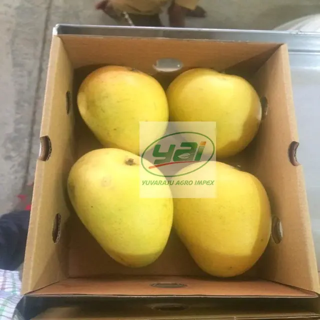 Fresh Fruit Fresh Exotic Fruit Baby Mango In Wholesale