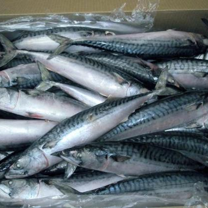 Cheap price Frozen Pacific Mackerel fish with high quality frozen seafood For Sale