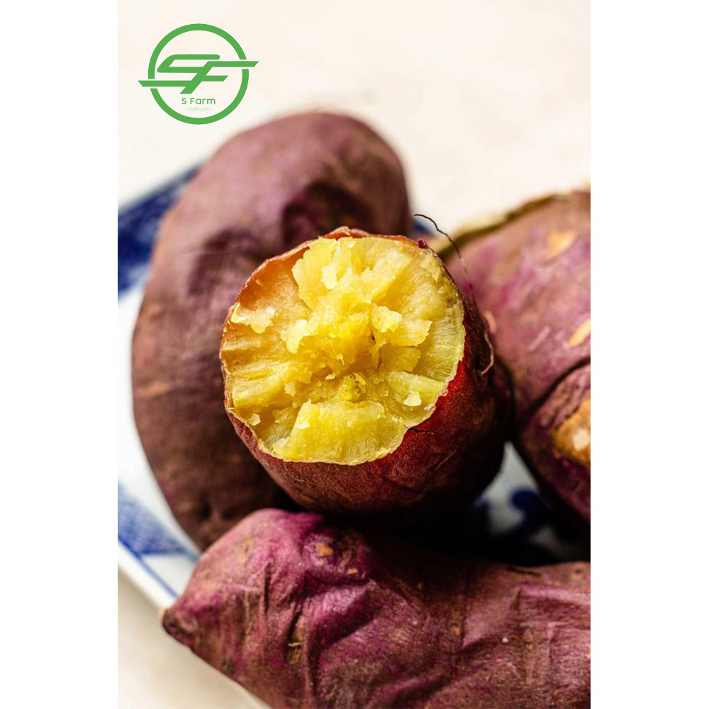 100% экологически чистые Оптовые натуральные желтые сладкие картофели Rick Nutrition (Whatsapp/zalo/wechat: + 84 912 964 858)