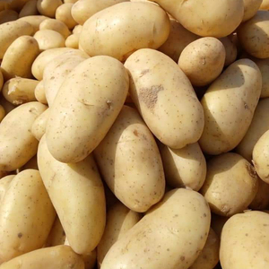 Fresh Potato From Egypt With High Quality