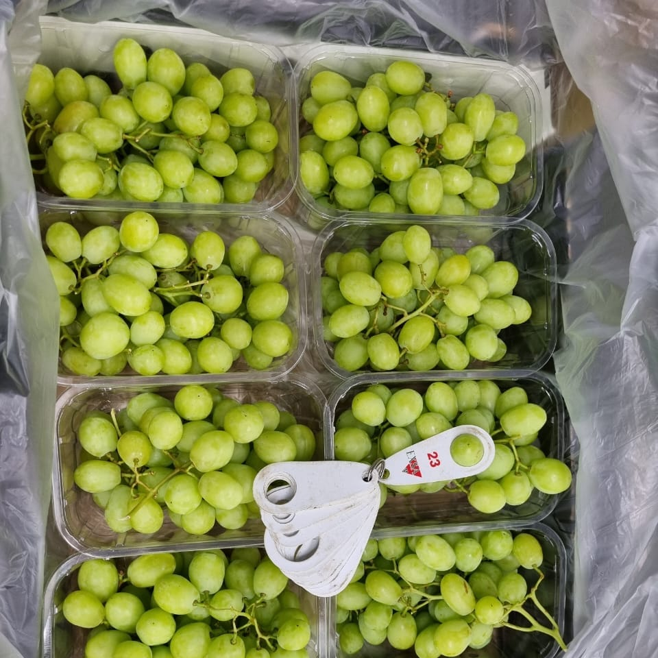 Green grapes suppliers south Africa Superior, Thompson, Crimson grade A 1 fresh grapes ready shipment