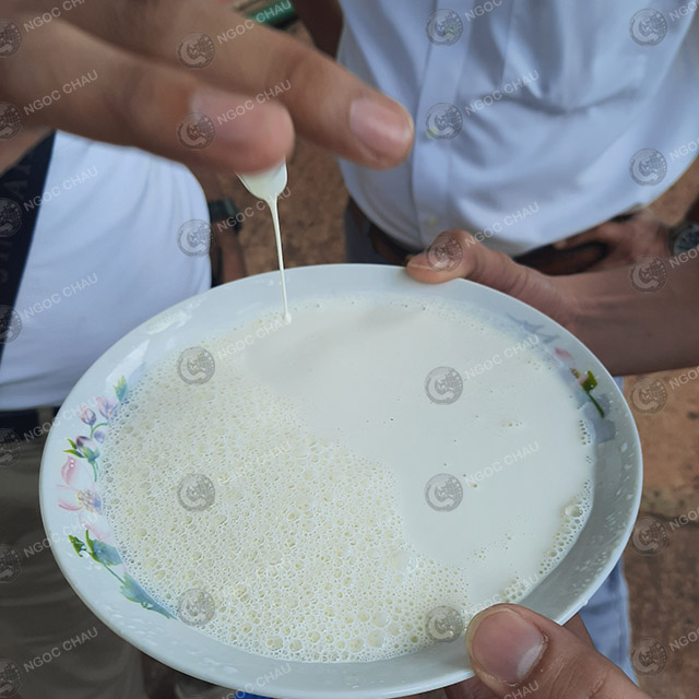NATURAL MILKY WHITE PURE LATEX CONCENTRATE RAW MATERIAL