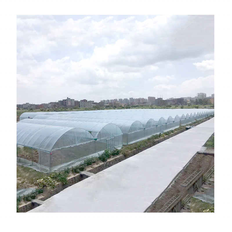 Multi-span greenhouses strong large agricultural Chinese gutter connected greenhouse with wire lock and growing equipment