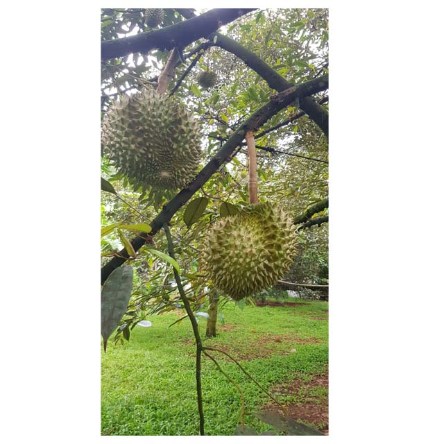 Вьетнам fresh premium durian whatsapp/wechat + 84 838686 369