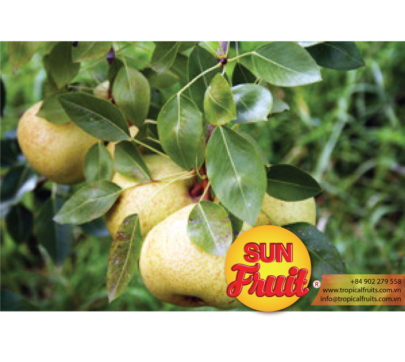 wholesale fresh oriental pear