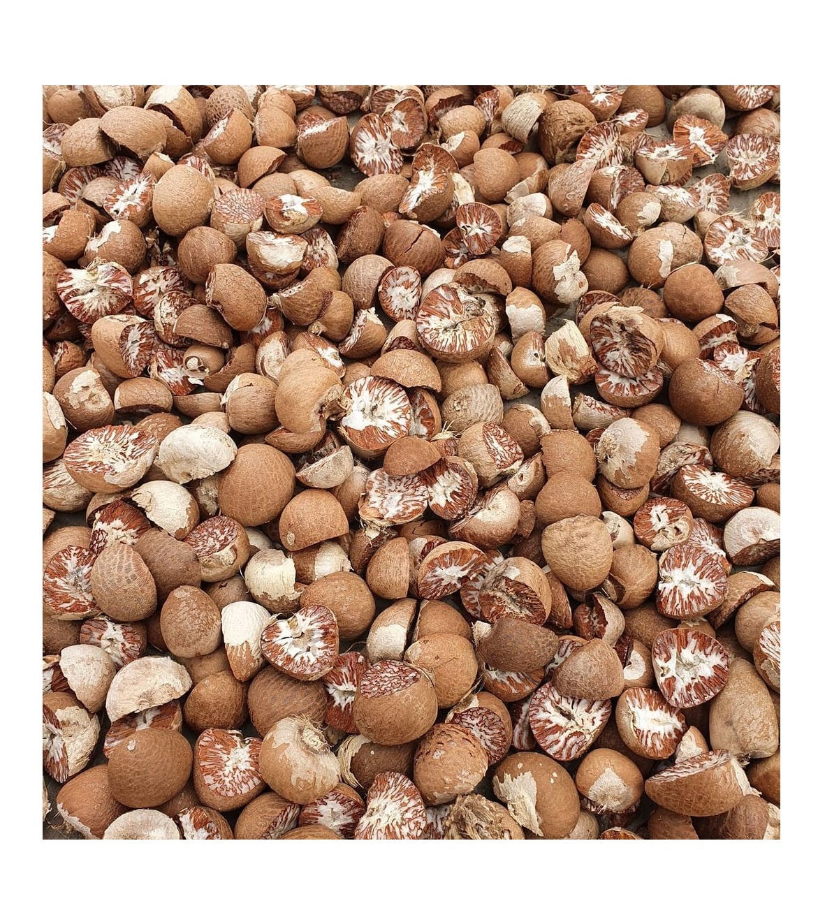 BETEL NUT или SUPARI из MYANMAR NATURAL Betel Nuts