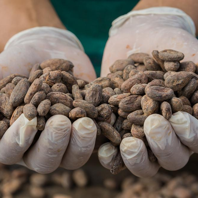 High quality fine cocoa beans