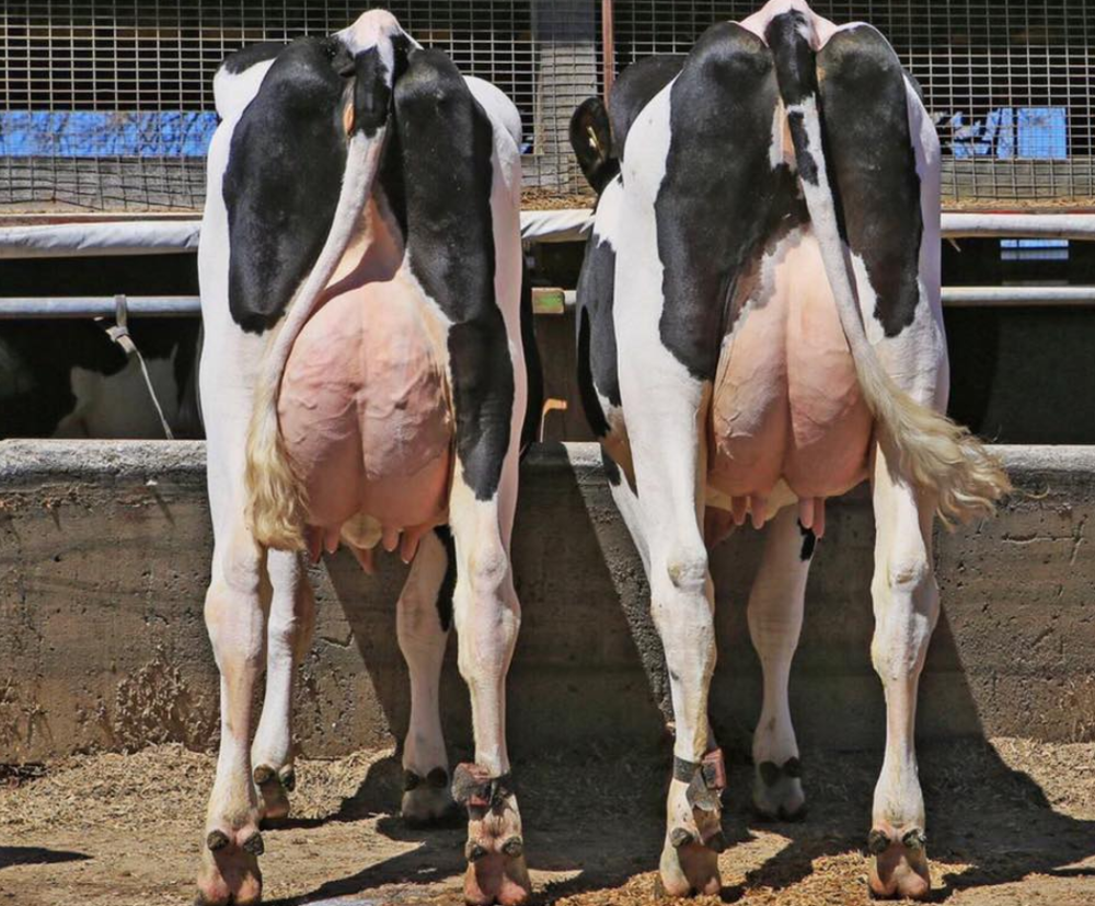 Молочные коровы, беременные holstein, friesian heifers, говяжий крупный рогатого скота, готов для экспорта