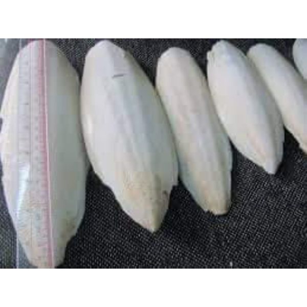 Animal Salted Dried Cuttlebones With Very Cheap Price