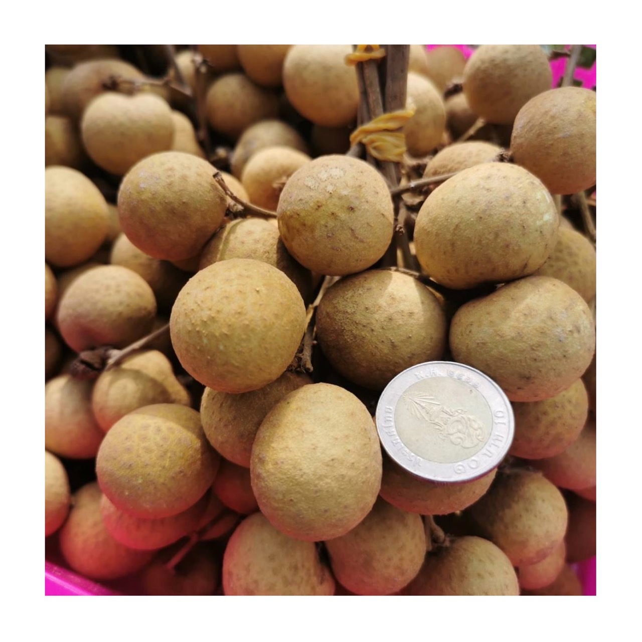 Фруктовый премиум-класс Longan из Таиланда (прямо от фермеров)