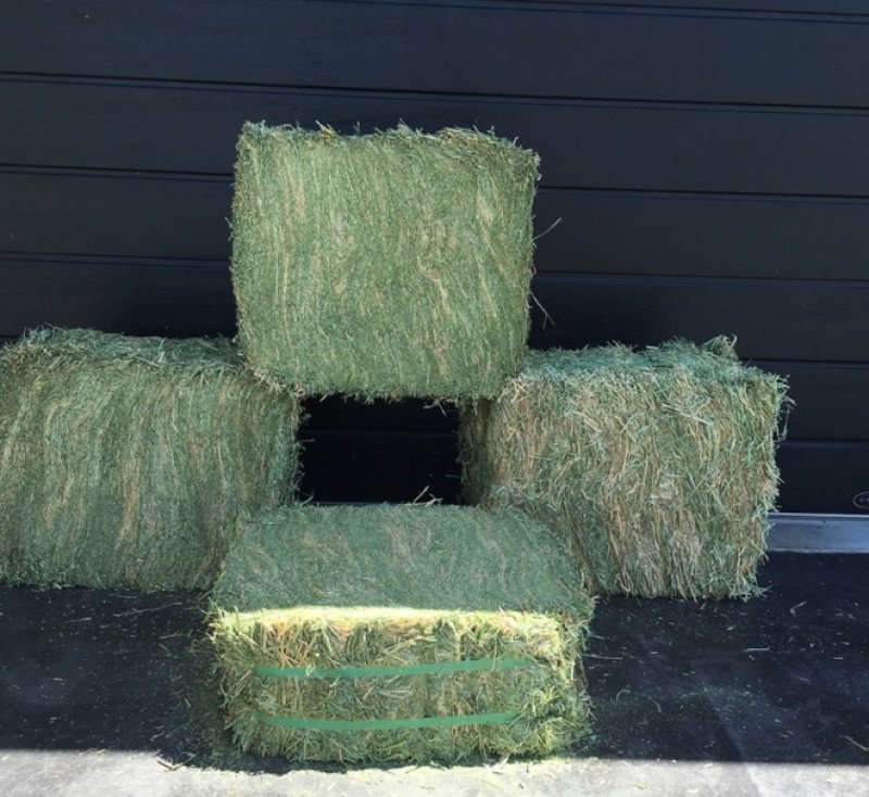 Quality Alfalfa Hay for Animal Feeding
