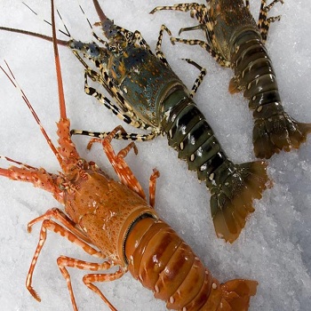 Super Live Frozen Lobster Tails at cheap price/Whole Classic Frozen Slipper Lobster