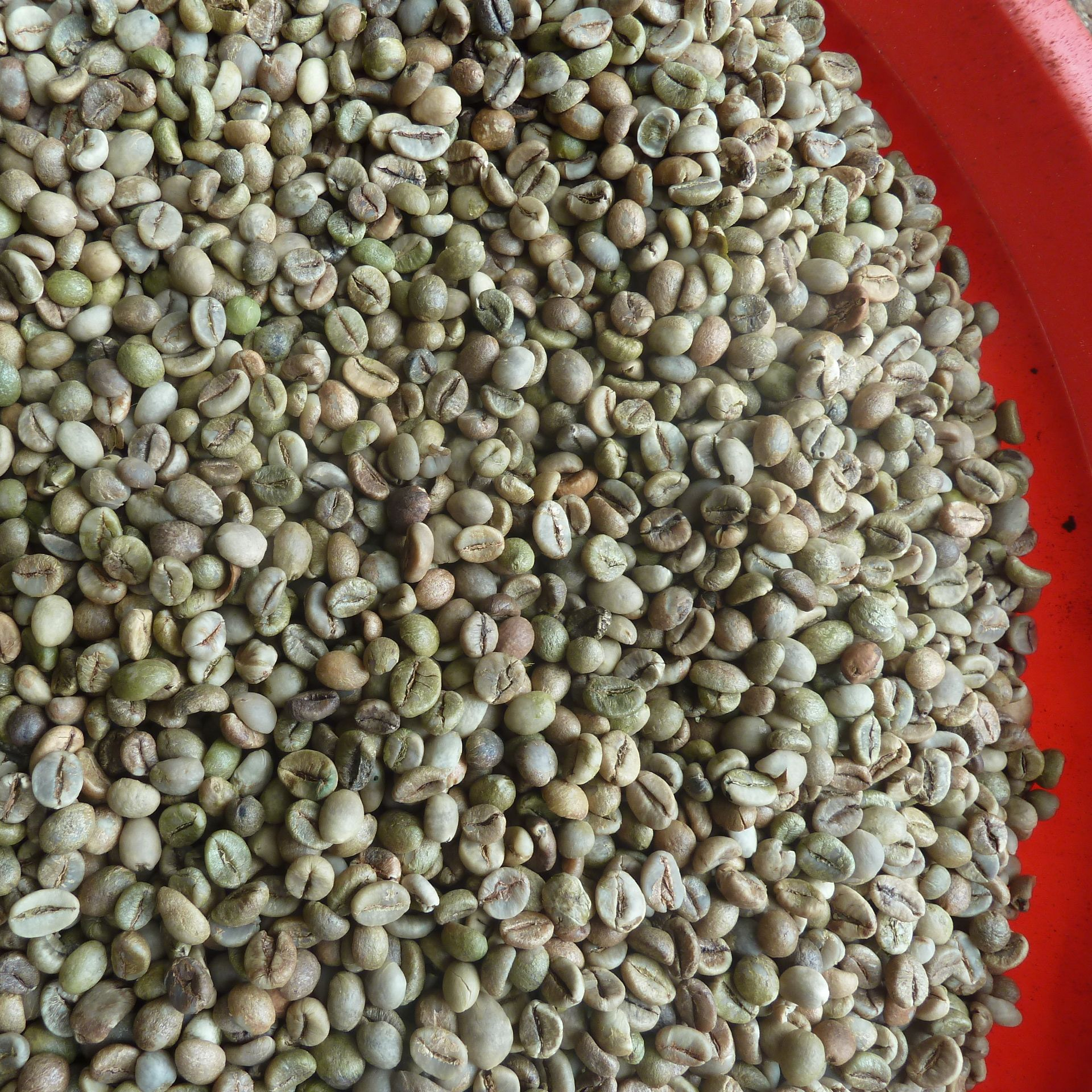 Кофейный экран ROBUSTA из Вьетнама, 16 качество чистоты
