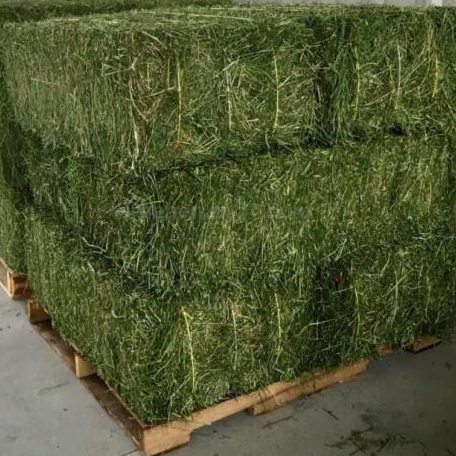 Alfalfa Hay / Cattle Alfalfa Hay / Alfalfa Baled From Thailand