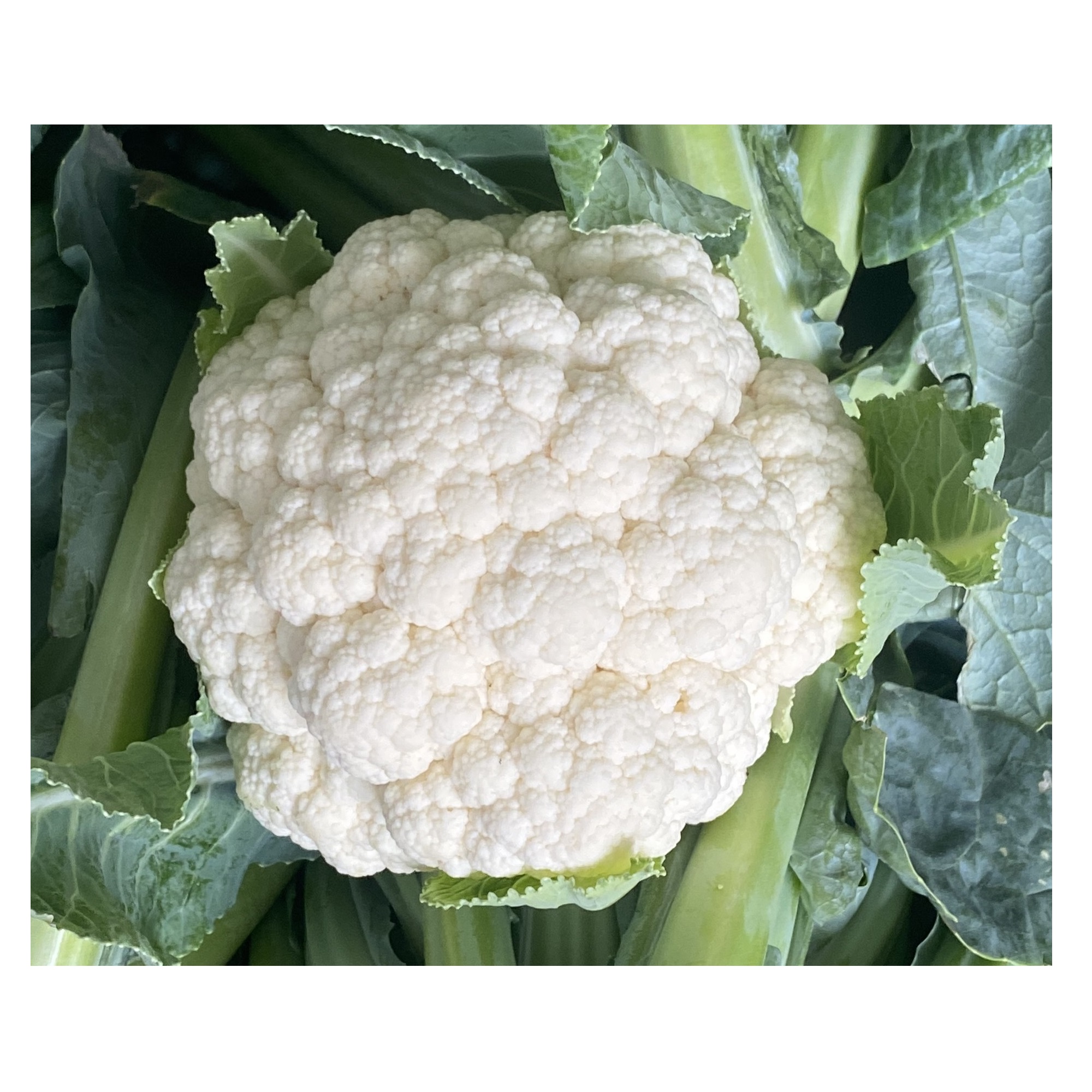 Китайская сельскохозяйственная продукция, свежий Капучинатор, свежая еда, недорогой Тип органического культивирования
