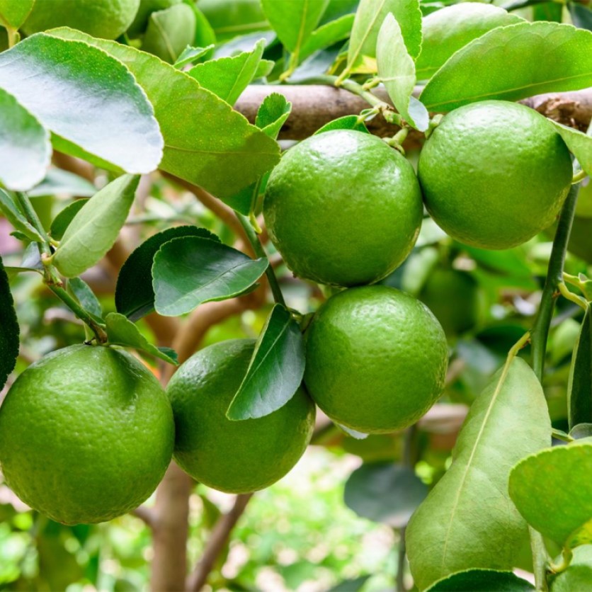 Высококачественный свежий мочевичный лимон Adalia Lemon Verna лимонный для продажи