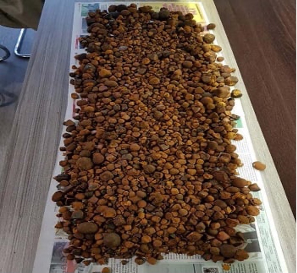 High Quality Ox Bezoars (niu-huang) for Sale/ Ready to Export/ Certifications on Hand