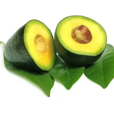 Fresh Avocado For Export With The Best Price Standard High For Sale