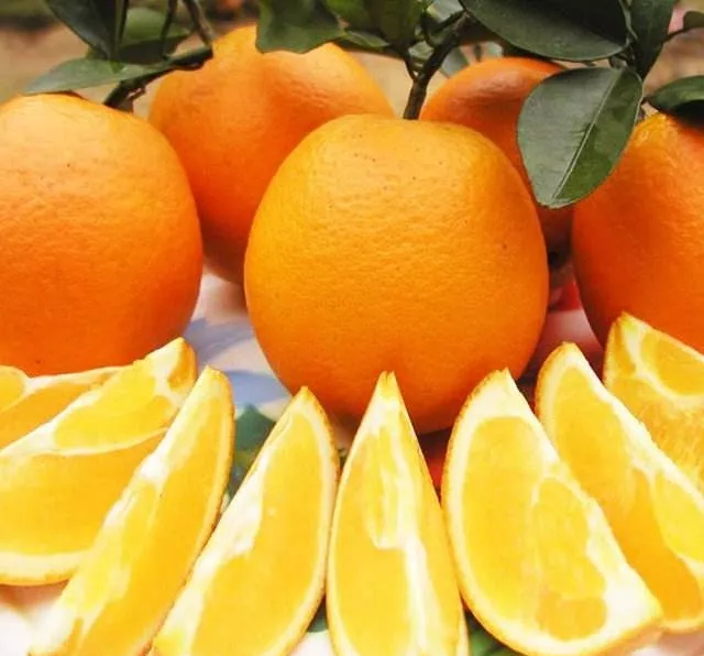Свежий Оранжевый пупок Valencia Orange