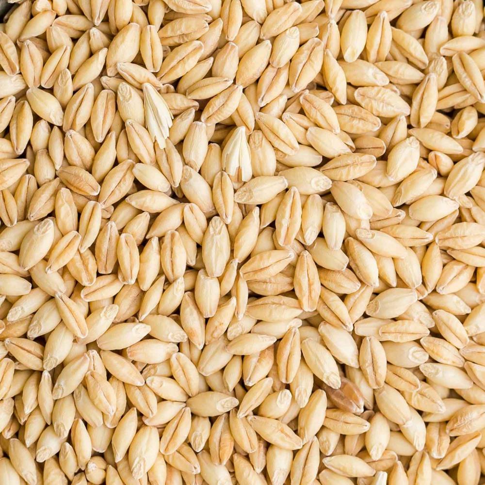 Barley for Animal Feed