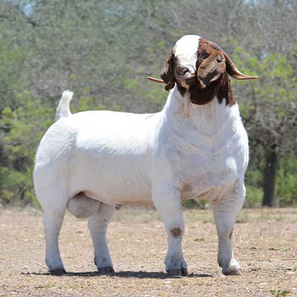 Коров и живых беременных Holstein Heifers коров/Boer коз живых овец/крупного рогатого скота