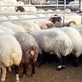 Awassi Sheep /Live and Healthy Fat Tail Awassi Sheep for sale