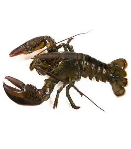 hot sale Fresh Live Lobsters