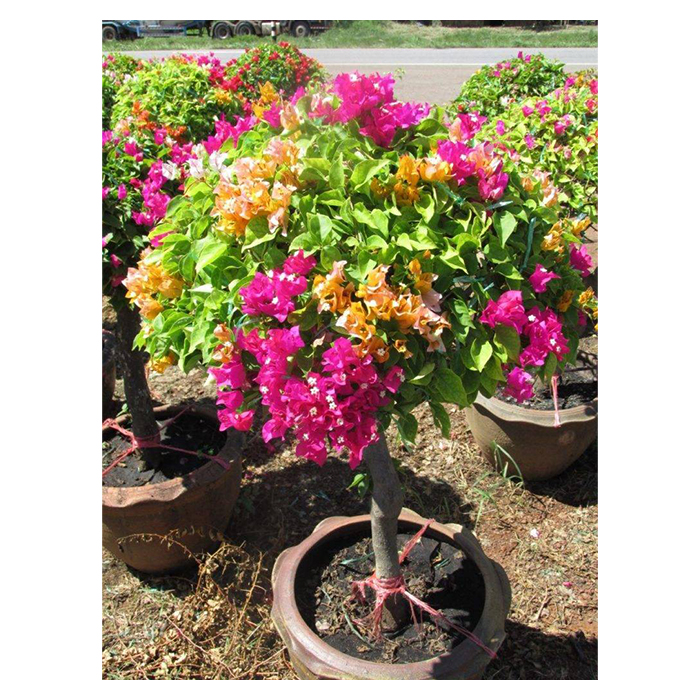 Natural Bougainvillea Plants From Thailand