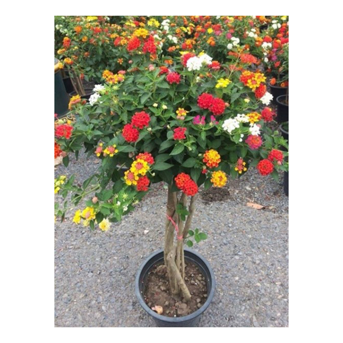 Натуральные растения Lantana Camara из Таиланда