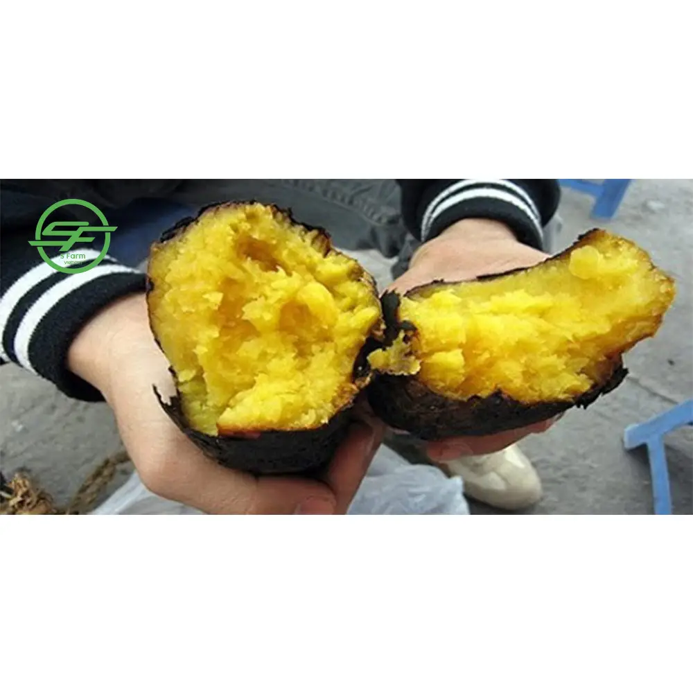 Hot sale fresh sweet potato all year supply (Whatsapp/zalo/wechat: +84 912 964 858)