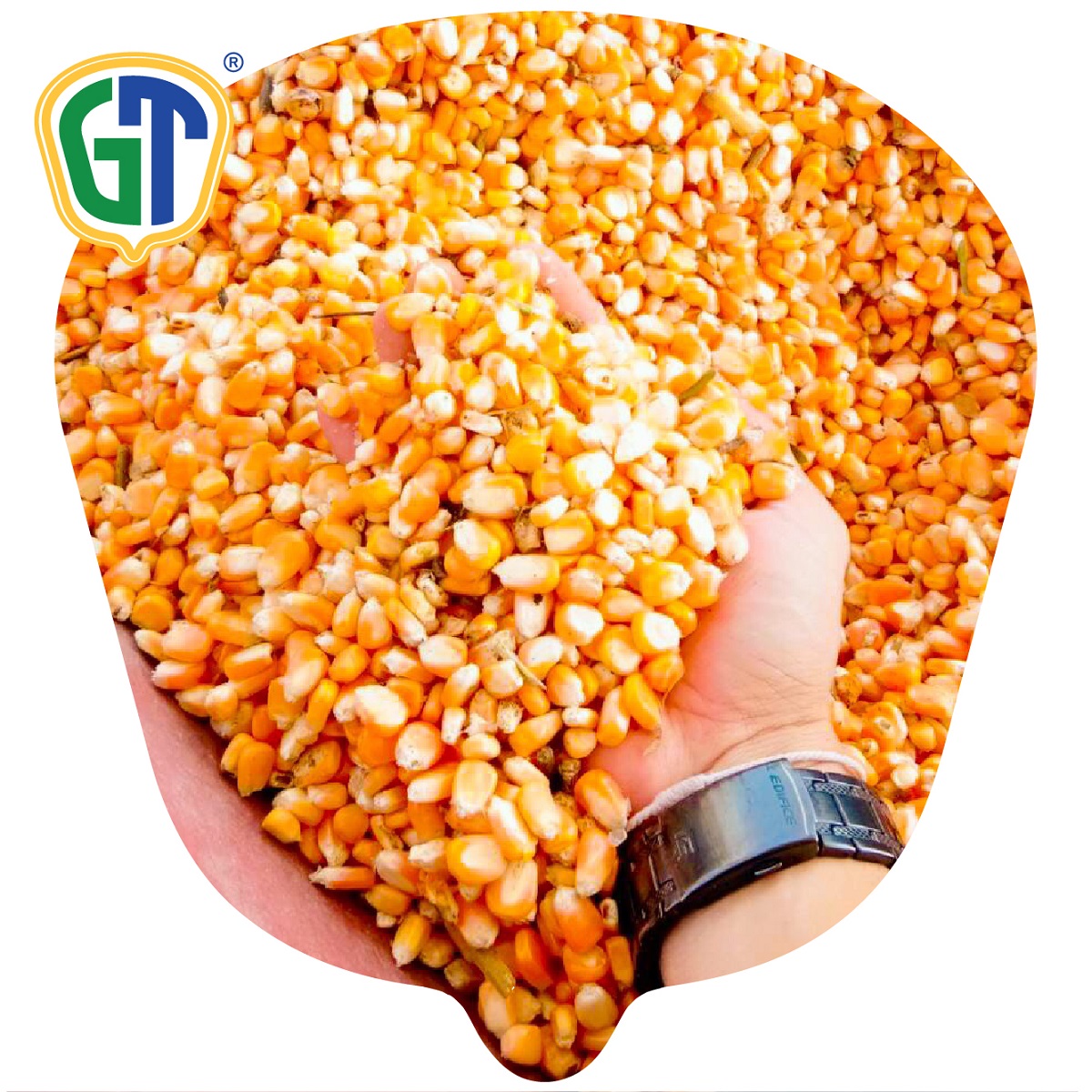 Thailand Vegetable Seeds Hybrid Yellow Corn Seed GT200 With 10,000-13,750 Average Yield (Kg/Ha)